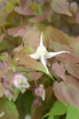 Fleur des elfes Epimedium grandiflorum 'Lilafee' 5-10 Pot 9x9 cm (P9)