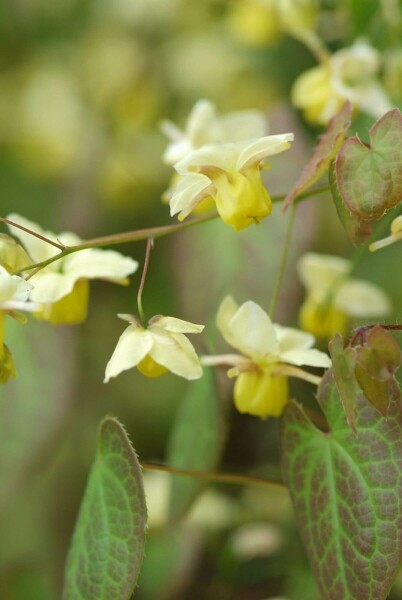 Epimedium × perralchicum 'Frohnleiten'