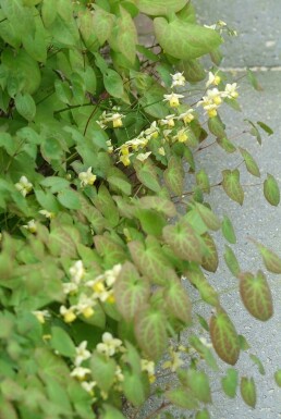 Épimède Epimedium × perralchicum 'Frohnleiten' 5-10 Pot 9x9 cm (P9)