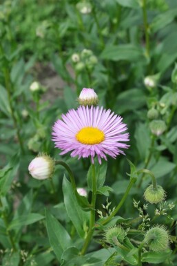 Érigéron Erigeron 'Rosa Jewel' 5-10 Pot 9x9 cm (P9) Erigeron 'Rosa Jewel'