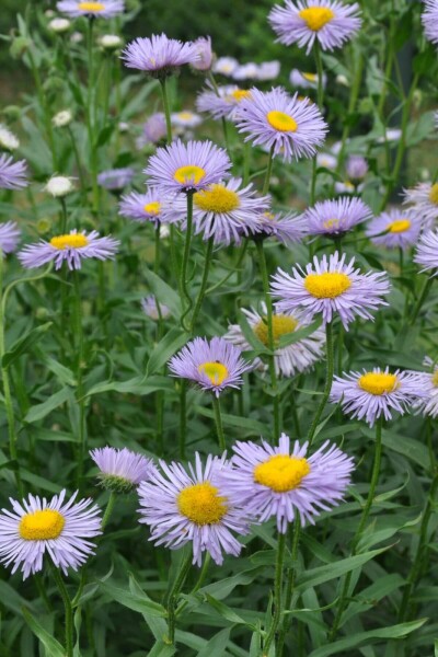 Belle vergerette Erigeron speciosus 'Superbus' 5-10 Pot 9x9 cm (P9) Erigeron speciosus 'Superbus'