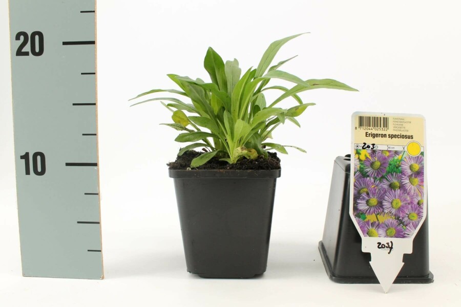 Belle vergerette Erigeron speciosus 'Superbus' 5-10 Pot 9x9 cm (P9) Erigeron speciosus 'Superbus'