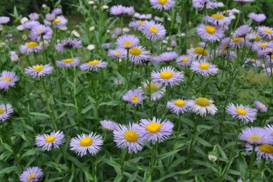 Belle vergerette Erigeron speciosus 'Superbus' 5-10 Pot 9x9 cm (P9)