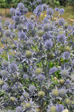 Panicaut plane Eryngium planum 5-10 Pot 9x9 cm (P9) Eryngium planum