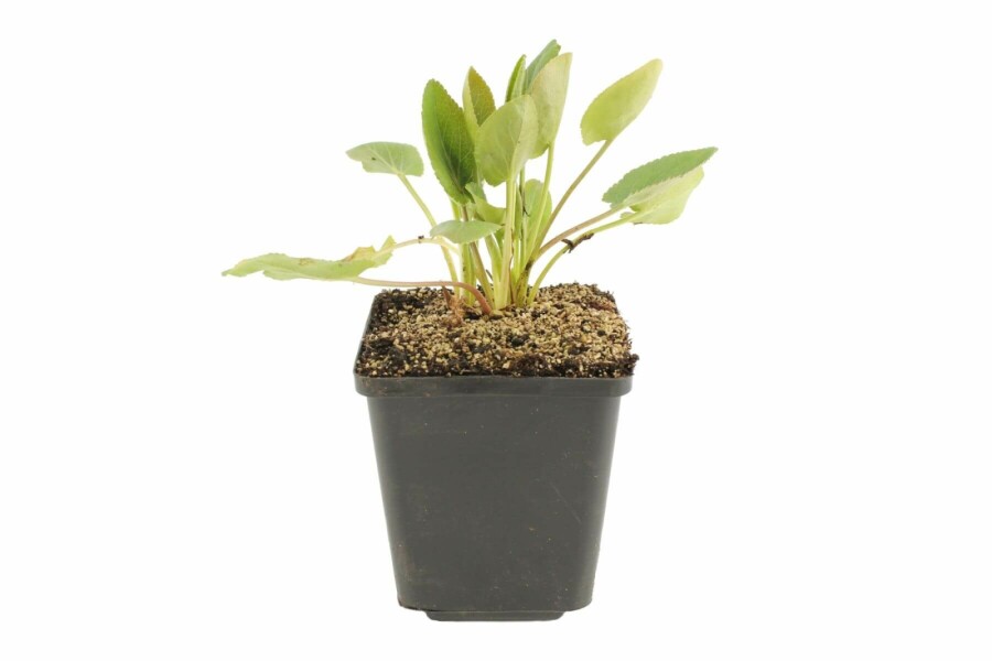 Panicaut plane Eryngium planum 5-10 Pot 9x9 cm (P9) Eryngium planum