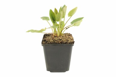 Panicaut plane Eryngium planum 5-10 Pot 9x9 cm (P9) Eryngium planum