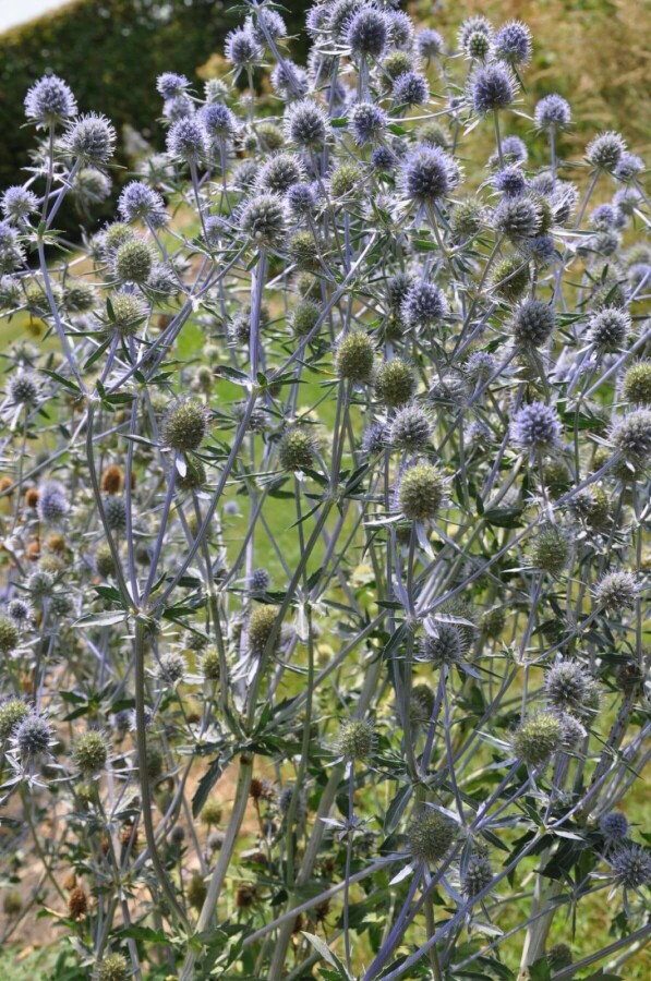 Panicaut plane Eryngium planum 5-10 Pot 9x9 cm (P9) Eryngium planum