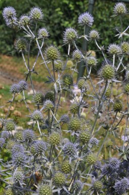 Panicaut plane Eryngium planum 5-10 Pot 9x9 cm (P9) Eryngium planum