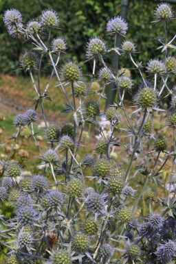 Panicaut plane Eryngium planum 5-10 Pot 9x9 cm (P9)