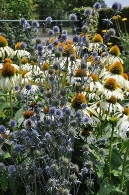 Panicaut plane Eryngium planum 5-10 Pot 9x9 cm (P9)