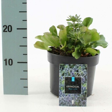 Panicaut plane Eryngium planum 'Blauer Zwerg' 10-15 Pot 2 l (C2) Eryngium planum 'Blauer Zwerg'