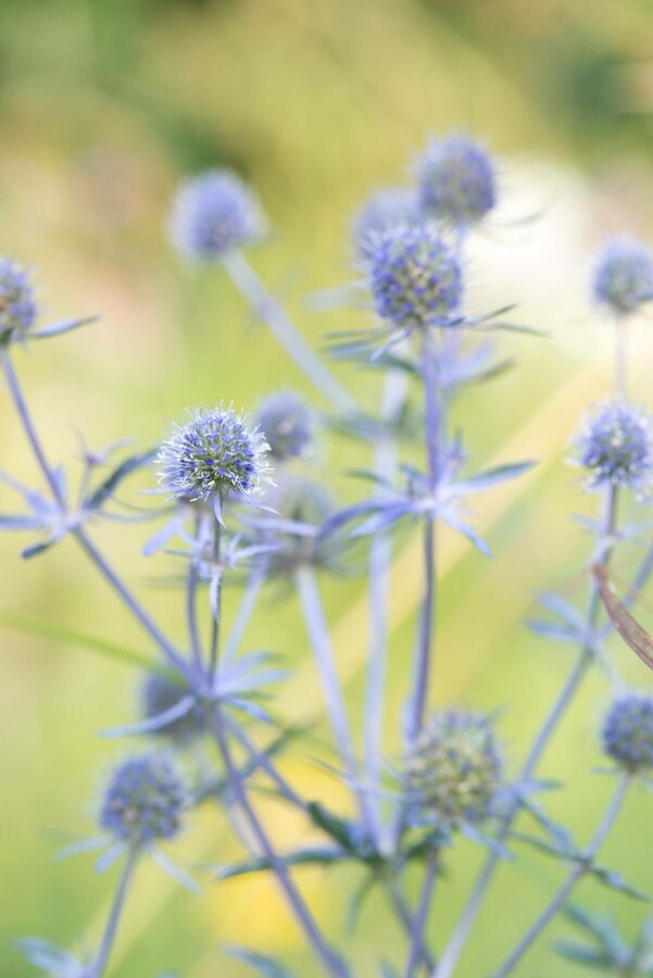 Panicaut plane Eryngium planum 'Blauer Zwerg' 5-10 Pot 9x9 cm (P9) Eryngium planum 'Blauer Zwerg'