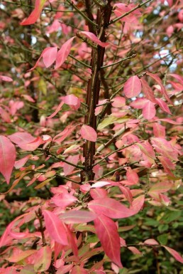 Fusain ailé Euonymus alatus Arbuste 20-30 Pot 2 l (C2)