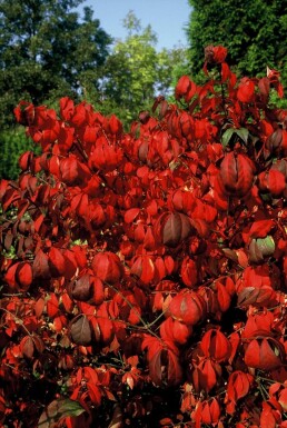 Fusain ailé compact Euonymus alatus 'Compactus' Arbuste 20-30 Pot 3 l (C3)