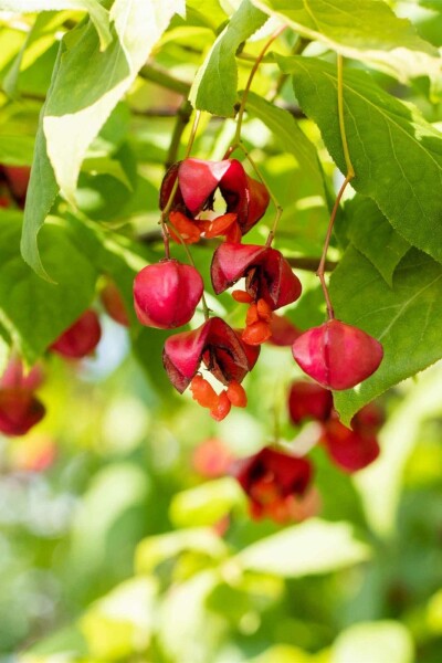 Fusain d'Europe Euonymus europaeus 'Red Cascade' Arbuste 40-60 Pot 10 l (C10) Euonymus europaeus 'Red Cascade' arbuste 40-60 cm