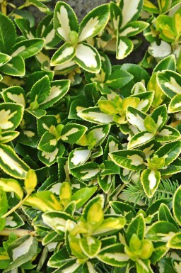 Euonymus fortunei 'Blondy'