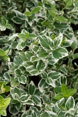Euonymus fortunei 'Emerald Gaiety' P9 5-10
