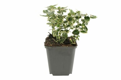 Euonymus fortunei 'Emerald Gaiety' P9 5-10