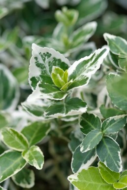 Euonymus fortunei 'Emerald Gaiety' P9 5-10
