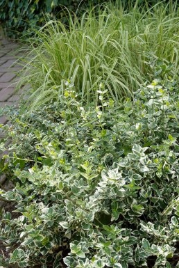 Euonymus fortunei 'Emerald Gaiety' P9 5-10