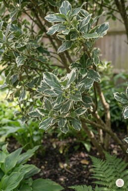 Euonymus fortunei 'Harlequin' arbuste 15-20 cm