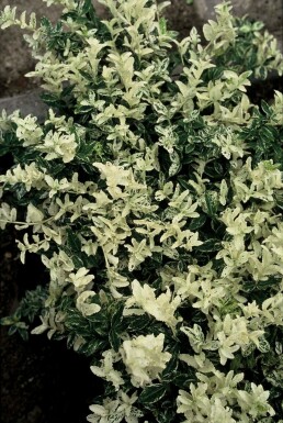 Fusain de Fortune Euonymus fortunei 'Harlequin' Arbuste 5-10 Pot 9x9 cm (P9)