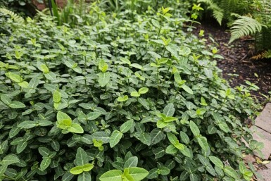 Euonymus fortunei var. radicans arbuste 5-10 cm
