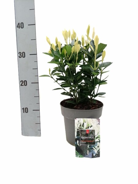 Fusain du Japon Euonymus japonicus 'Extravaganza' Arbuste 20-30 Pot 2 l (P15) Euonymus japonicus 'Extravaganza' arbuste 20-30 cm