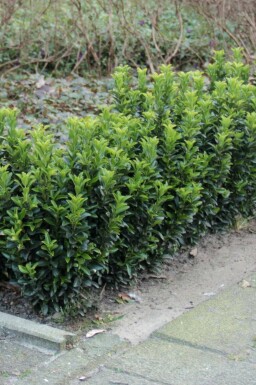 Fusain du Japon Euonymus japonicus 'Green Spire' Arbuste 10-15 Pot 9x9 cm (P9)