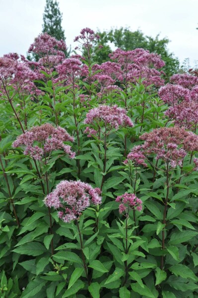 Eupatoire maculée Eupatorium maculatum 'Atropurpureum' 5-10 Pot 9x9 cm (P9) Eupatorium maculatum 'Atropurpureum'