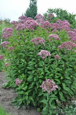 Eupatoire maculée Eupatorium maculatum 'Atropurpureum' 5-10 Pot 9x9 cm (P9) Eupatorium maculatum 'Atropurpureum'