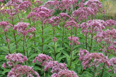 Eupatoire maculée Eupatorium maculatum 'Atropurpureum' 5-10 Pot 9x9 cm (P9) Eupatorium maculatum 'Atropurpureum'