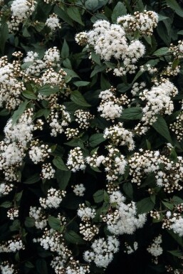 Eupatoire rugueuse Eupatorium rugosum 'Chocolate' 5-10 Pot 9x9 cm (P9)