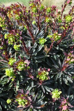 Euphorbe faux amandier Euphorbia amygdaloides 'Purpurea' 5-10 Pot 9x9 cm (P9)