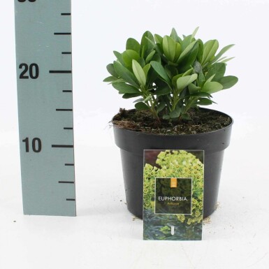 Euphorbe faux amandier Euphorbia amygdaloides 'Robbiae' 10-15 Pot 2 l (C2) Euphorbia amygdaloides 'Robbiae'
