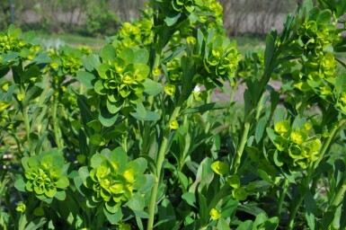 Euphorbe faux amandier Euphorbia amygdaloides 'Robbiae' 5-10 Pot 9x9 cm (P9)