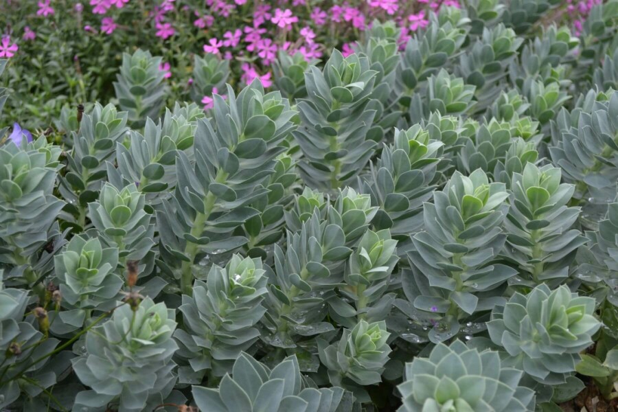 Euphorbe de Corse Euphorbia myrsinites 5-10 Pot 9x9 cm (P9) Euphorbia myrsinites