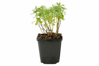 Euphorbe faux thym Euphorbia polychroma 5-10 Pot 9x9 cm (P9)