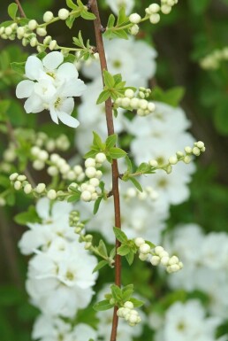 Arbre aux perles Exochorda macrantha 'The Bride' Arbuste 40-50 Pot 2 l (C2) Exochorda macrantha 'The Bride' arbuste 40-50 cm
