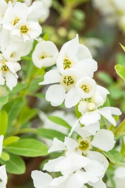 Exochorde en grappes Exochorda racemosa 'Niagara' Arbuste 80-100 Pot 12 l (C12) Exochorda racemosa 'Niagara' arbuste 80-100 cm