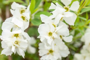Exochorde en grappes Exochorda racemosa 'Niagara' Arbuste 80-100 Pot 12 l (C12) Exochorda racemosa 'Niagara' arbuste 80-100 cm