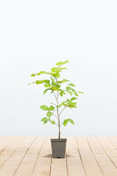 Hêtre des forêts Fagus sylvatica 30-40 Pot 9x9 cm (P9) Hêtre Commun Fagus Sylvatica P9 30-40 cm