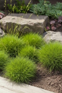 Fétuque de Gautier Festuca gautieri 'Pic Carlet' 5-10 Pot 9x9 cm (P9) Festuca gautieri 'Pic Carlet'