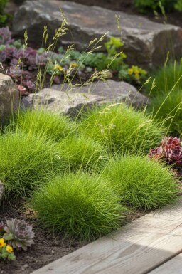 Festuca gautieri 'Pic Carlet'