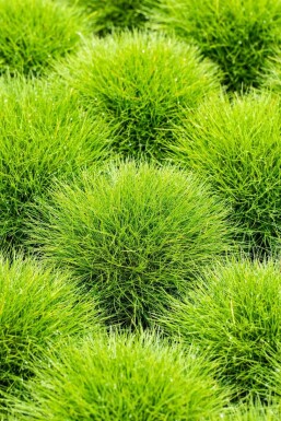 Fétuque de Gautier Festuca gautieri 5-10 Pot 9x9 cm (P9)