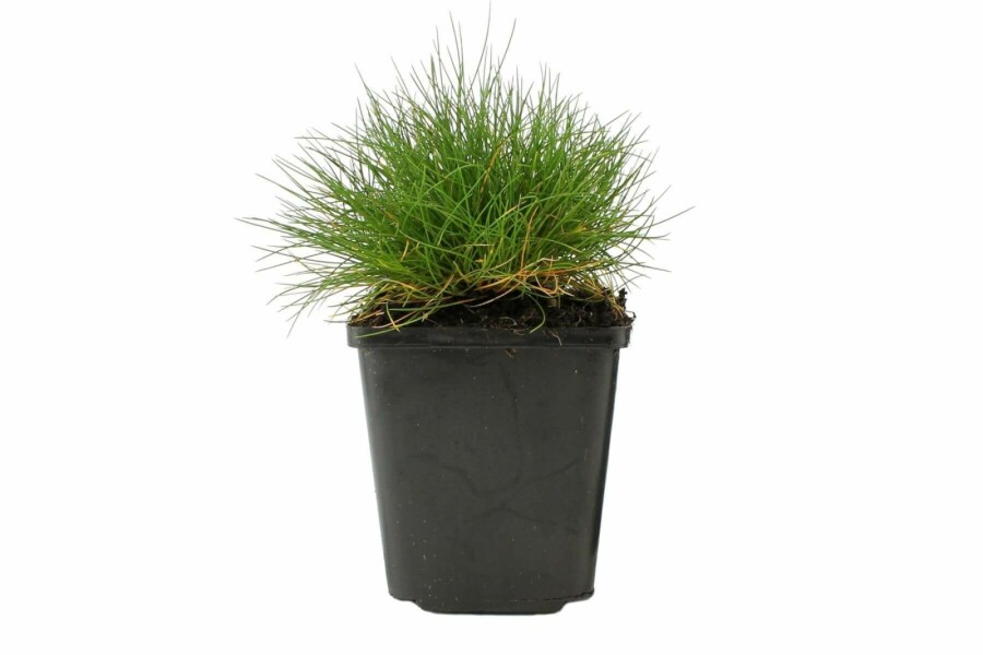 Fétuque de Gautier Festuca gautieri 5-10 Pot 9x9 cm (P9) Festuca gautieri