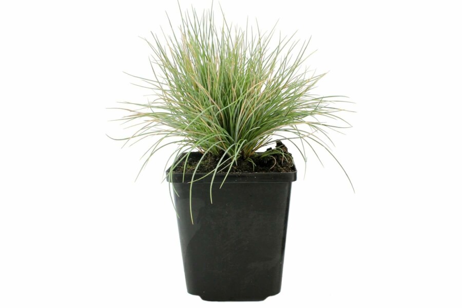 Fétuque de Saint-Yves Festuca glauca 5-10 Pot 9x9 cm (P9) Festuca glauca