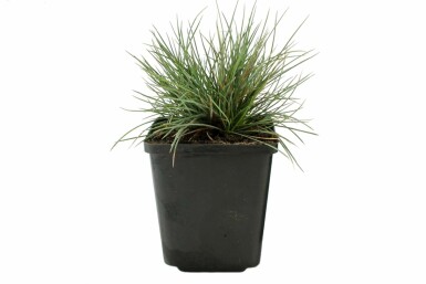 Fétuque de Saint-Yves Festuca glauca 'Elijah Blue' 5-10 Pot 9x9 cm (P9)