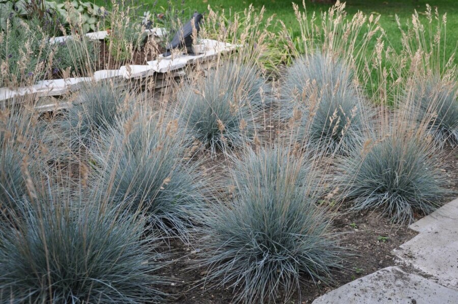 Fétuque de Saint-Yves Festuca glauca 'Elijah Blue' 5-10 Pot 9x9 cm (P9) Festuca glauca 'Elijah Blue'