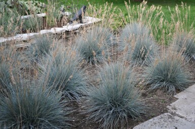 Fétuque de Saint-Yves Festuca glauca 'Elijah Blue' 5-10 Pot 9x9 cm (P9) Festuca glauca 'Elijah Blue'
